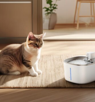 Mejores Fuentes Automáticas para Gatos